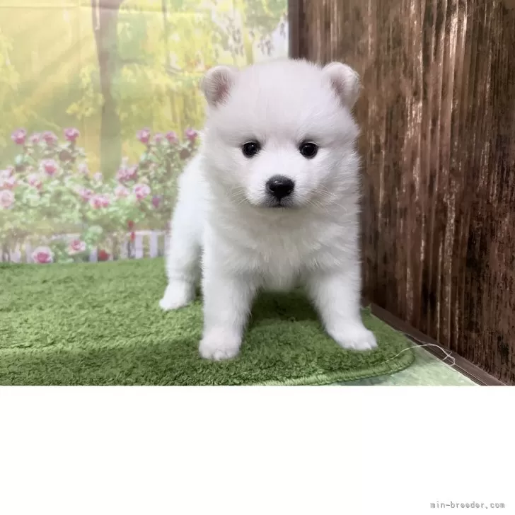 ID:2505-03786の子犬