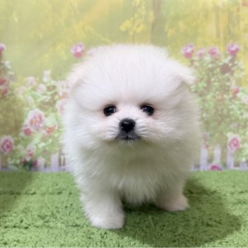 ポメラニアン【埼玉県・男の子・2025年7月13日・ホワイト 白】の写真「外産系ホワイトポメラニアン！」