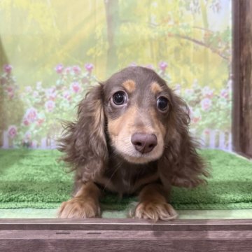 ミニチュアダックスフンド(ロング)【埼玉県・男の子・2025年6月8日・チョコレート&タン】の写真「カニンヘン×ミニチュア！とっても懐っこい子です！」