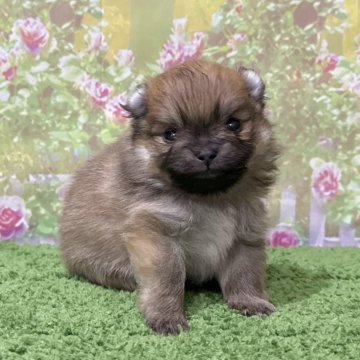 ポメラニアン【埼玉県・男の子・2025年10月24日・オレンジセーブル】の写真「爆毛予想の人気カラーポメラニアン！」