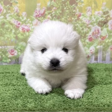 日本スピッツ【埼玉県・男の子・2025年10月15日・ホワイト 白】の写真「大人気たぬき系予想のスピッツです！」