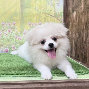ミックス(ポメラニアン×ポメペキ)【埼玉県・女の子・2025年6月4日・ホワイト 白】の写真「ポメ×ポメペキのミックスパピーです！」