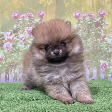 ポメラニアン【埼玉県・男の子・2025年10月24日・オレンジセーブル】の写真「小柄で爆毛予想のポメラニアン！」