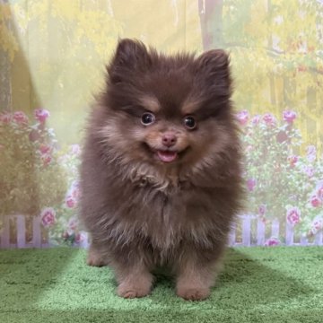 ポメラニアン【埼玉県・女の子・2025年8月31日・チョコレート&タン】の写真「お残しレベル！大人気カラーのポメラニアン！」