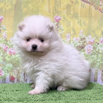 ポメラニアン【埼玉県・男の子・2025年8月31日・ホワイト 白】の写真「大人気カラーのポメラニアン!」