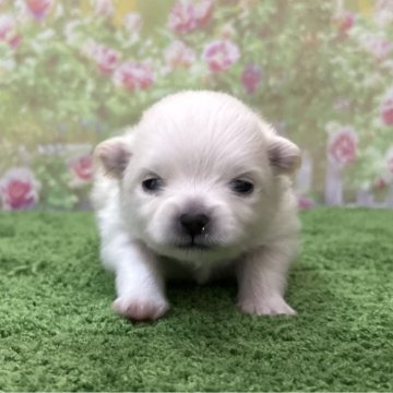 ポメラニアン【埼玉県・男の子・2025年11月20日・クリーム】の写真「人気カラーのポメラニアン！」
