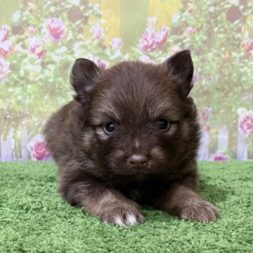 ポメラニアン【埼玉県・男の子・2025年11月15日・チョコレート(柄】の写真「柄ありチョコレートカラーです！」