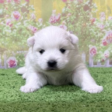 日本スピッツ【埼玉県・女の子・2025年10月15日・ホワイト 白】の写真「TV出演系統の可愛い美スピッツです！」