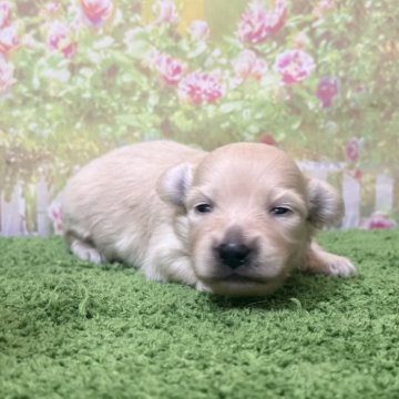 ポメックス(カニンヘンダックスフンド×ポメラニアン)【埼玉県・男の子・2025年11月22日・クリーム(イエロー】の写真「人気カラーポメックスです！」