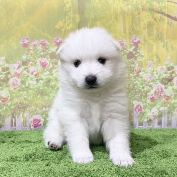 日本スピッツ【埼玉県・男の子・2025年8月14日・ホワイト 白】の写真「TV出演系統のスピッツです！」