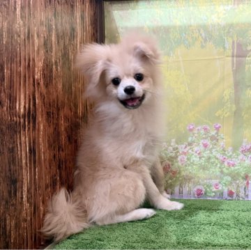 ポメラニアン【埼玉県・女の子・2025年7月13日・クリームセーブル】の写真「換毛期中！良毛量の外産系ポメラニアン！」