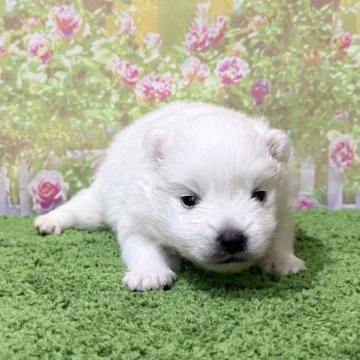 日本スピッツ【埼玉県・男の子・2025年10月15日・ホワイト 白】の写真「TV出演系統の可愛い美スピッツです！」