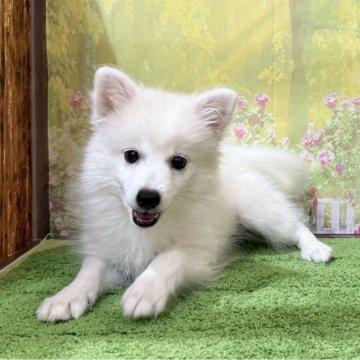 日本スピッツ【埼玉県・女の子・2025年8月21日・ホワイト 白】の写真「TV出演系統の可愛い美スピッツです！」