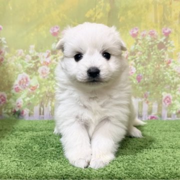 日本スピッツ【埼玉県・女の子・2025年11月15日・ホワイト 白】の写真「TV出演系統の可愛い美スピッツです！」