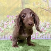 ミニチュアダックスフンド(ロング)