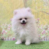 ポメラニアン