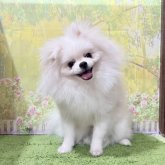 ポメラニアン