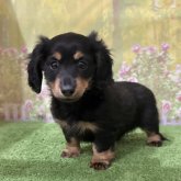 カニンヘンダックスフンド(ロング)