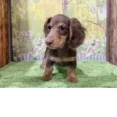 カニンヘンダックスフンド(ロング)【埼玉県・男の子・2024年12月24日・チョコレート&タン】の写真2