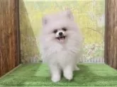 ポメラニアン【埼玉県・男の子・2025年7月13日・ホワイト 白】の写真3