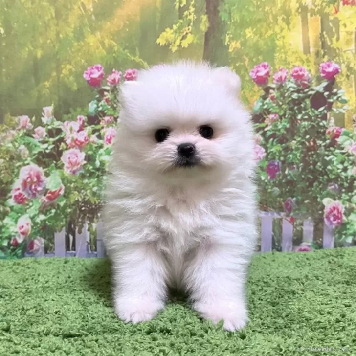 ID:2406-00184の子犬
