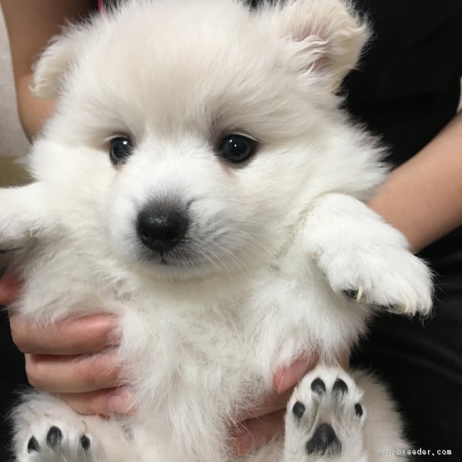 日本スピッツ 女の子 白 17 07 05生まれ 埼玉県 子犬id 1708 見学予約あり めちゃめちゃ可愛い 白くまスピッツ みんなのブリーダー