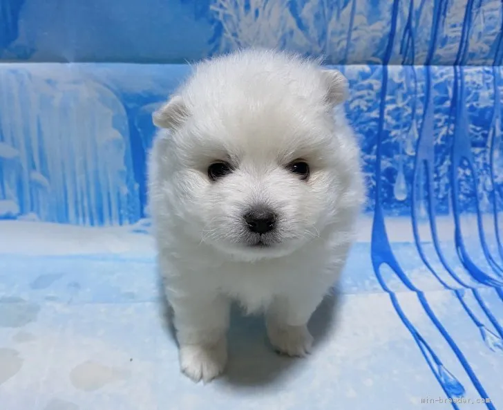 ID:2010-02819の子犬