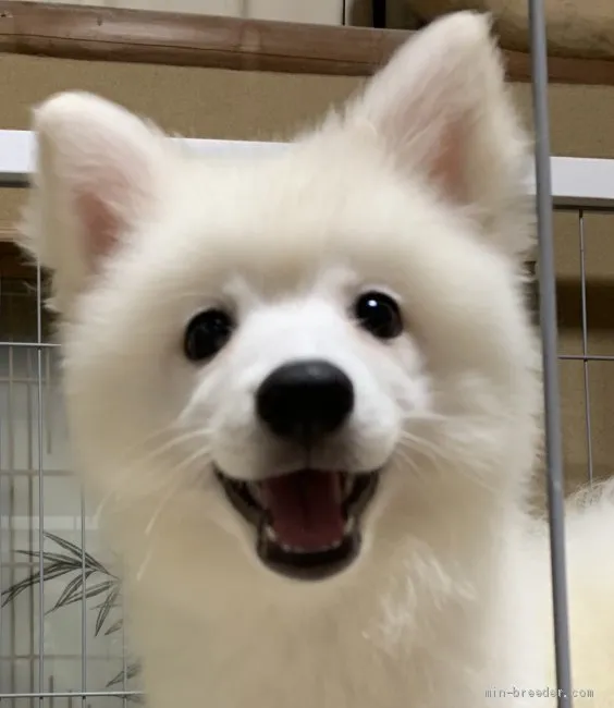 ID:1909-00957の子犬