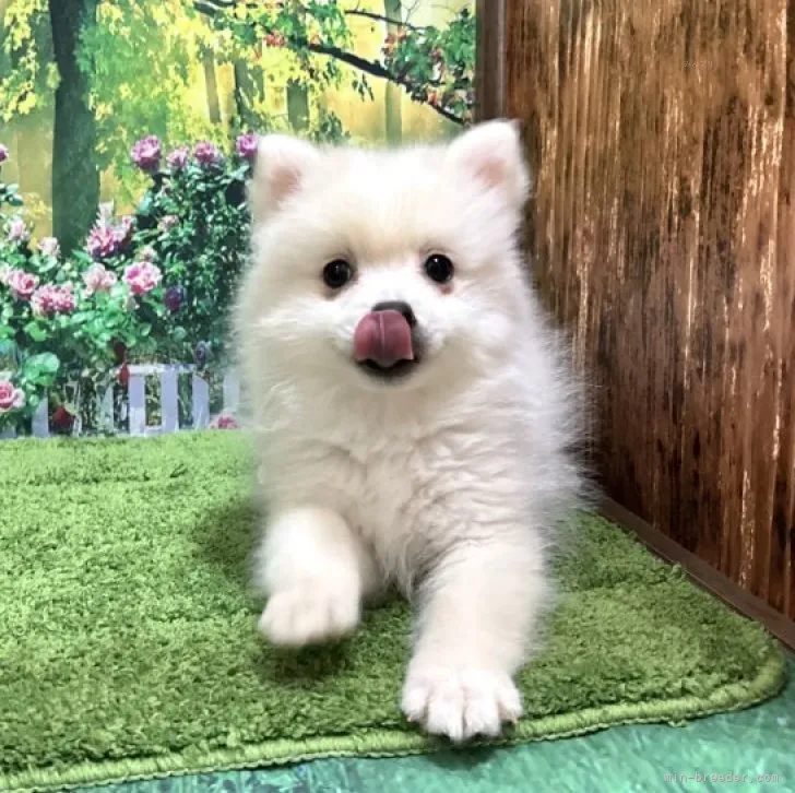 ID:2309-03706の子犬