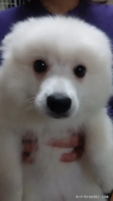 ID:1510-01306の子犬