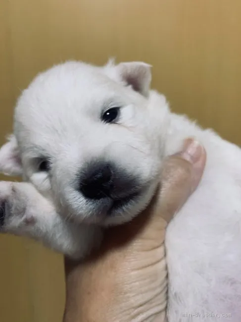 ID：2007-02033の子犬