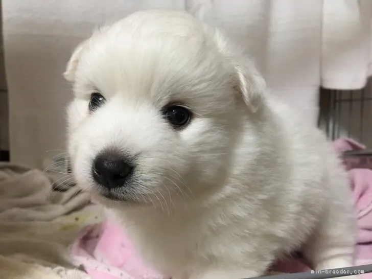 ID:1710-02624の子犬