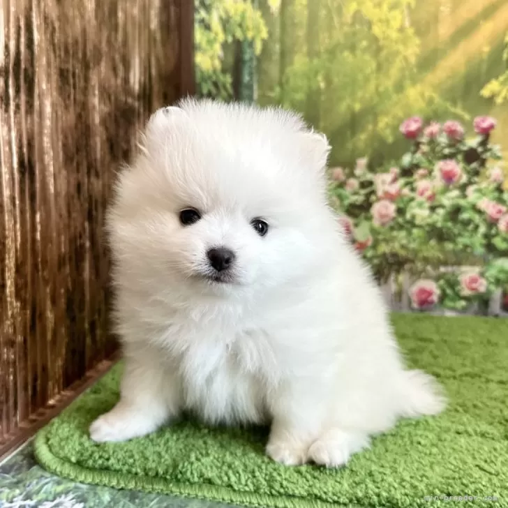 ID:2312-06507の子犬