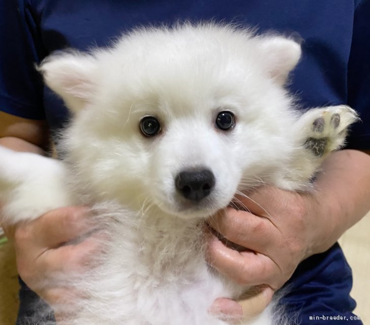 日本スピッツの子犬をお迎えいただいたお客様の声 口コミ 評判 全225件中 31 60件目を表示 みんなのブリーダー みんなのブリーダー 日本スピッツの子犬をお迎えいただいたお客様の声 口コミ 評判 全225件中 31 60件目を表示 みんなのブリーダー みんなのブリーダー