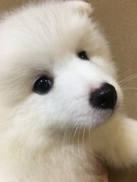 日本スピッツ【埼玉県・男の子・2018年5月2日・白】の写真「赤★ワクチン済！気に入ったらすぐにお引渡し出来ます」