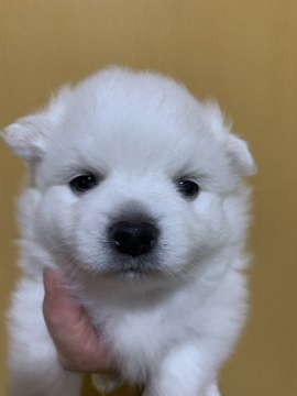 日本スピッツ【埼玉県・男の子・2020年7月14日・白】の写真「見学予定あり。小ぶりな男の子です^_^」