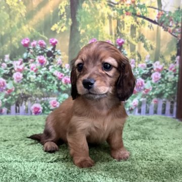 カニンヘンダックスフンド(ロング)【埼玉県・女の子・2024年1月29日・レッド】の写真「人気カラーの女の子です！」