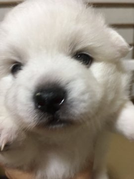 日本スピッツ【埼玉県・女の子・2018年9月22日・白】の写真「見学開始しました★見学予約あり！お急ぎください」