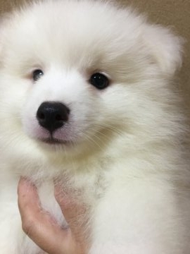 日本スピッツ【埼玉県・男の子・2018年5月2日・白】の写真「見学予定入りました！ 甘えん坊くん(≧∀≦)」