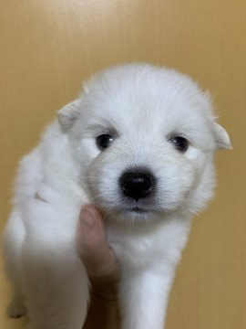 日本スピッツ【埼玉県・女の子・2020年7月3日・白】の写真「見学予約あり！たぬき系の女の子です！」