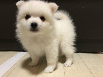 日本スピッツ【埼玉県・男の子・2018年9月22日・白】の写真「見学予約入りました★兄弟一番の小ぶりスピッツ♪」