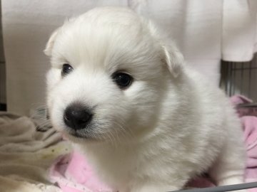 日本スピッツ【埼玉県・男の子・2017年10月22日・白】の写真「めちゃかわ♪たぬき系スピッツの男の子誕生しました！」