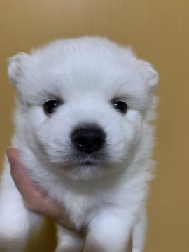 日本スピッツ【埼玉県・男の子・2020年7月14日・白】の写真「見学予定あり。優しげな男の子です^_^」