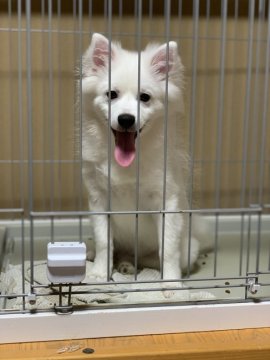 日本スピッツ【埼玉県・男の子・2019年1月11日・白】の写真「🖤めちゃくちゃ元気でベタ甘ベロベロな可愛い子」