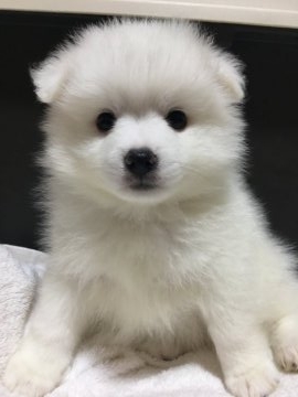 日本スピッツ【埼玉県・男の子・2018年5月2日・白】の写真「ピンク★見学予約あり！お顔の整ったイケメン予想！」