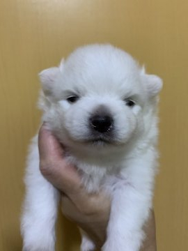 日本スピッツ【埼玉県・男の子・2020年7月14日・白】の写真「目ヂカラありそうな男の子です^_^」