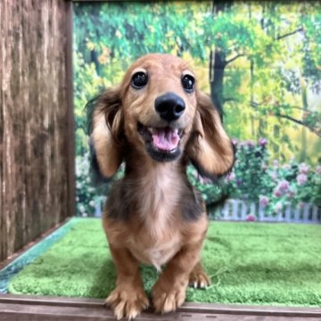 カニンヘンダックスフンド(ロング)【埼玉県・女の子・2023年5月26日・レッド】の写真「最終値下げ！人気カラーの女の子です！」