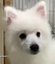 日本スピッツ【埼玉県・女の子・2019年8月6日・白】の写真3