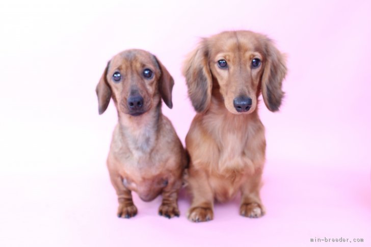 山嵜　正則(やまざき　まさのり)ブリーダー(千葉県・ミニチュアダックスフンド(スムース)など・JKC登録)の紹介写真3