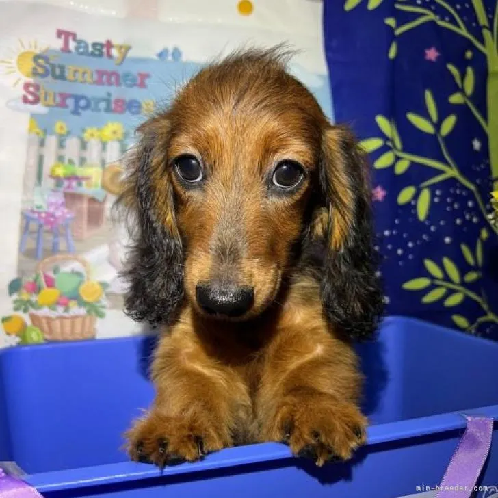 ID：2204-02085の子犬